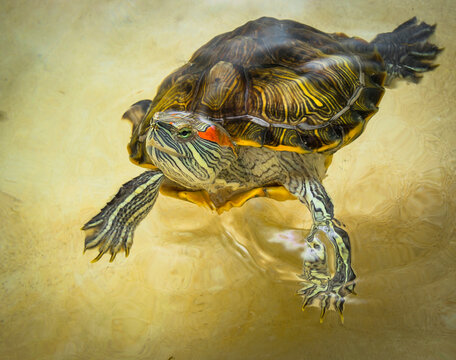 Red-eared turtle on the surface of the water close-up view from above.