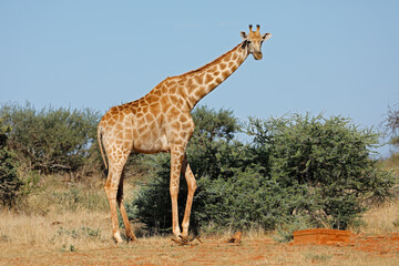 Naklejka na ściany i meble A southern giraffe (Giraffa camelopardalis) in natural habitat, South Africa