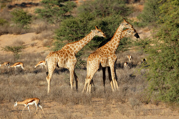 Obraz na płótnie Canvas Giraffes (Giraffa camelopardalis) and springbok antelopes, Kalahari desert, South Africa