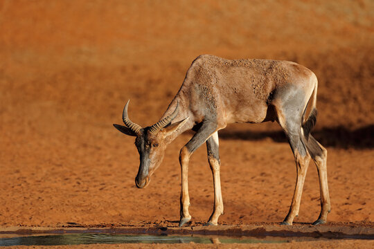 Rare tsessebe antelope (Damaliscus lunatus) at a waterhole, South Africa