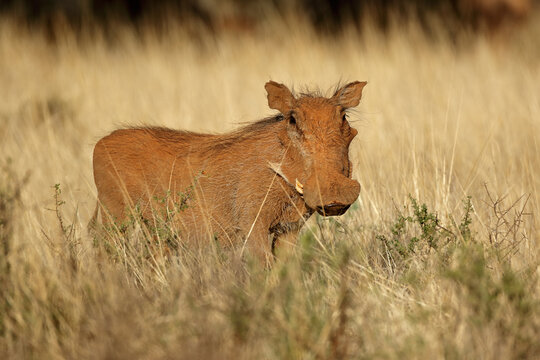 A warthog (Phacochoerus africanus) in natural habitat, South Africa