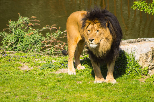Beautiful lion in front of a pond in a wildlife park in the north west of Belgium