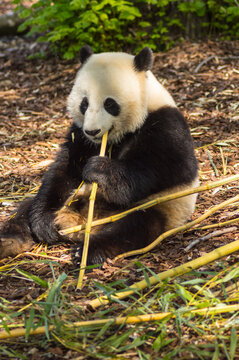 Giant panda sitting on the meadow busy eating bamboo chunks in a wildlife park in the north west of Belgium