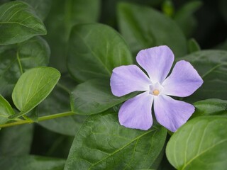 紫色の花　ツルニチニチソウ