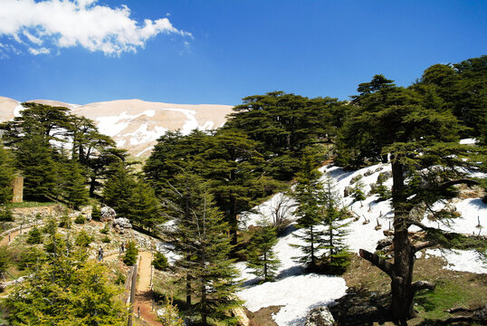 Lebanese cedars at the Arz ar-Rabb mountain aka Cedars of God, Kadisha valley, Lebanon