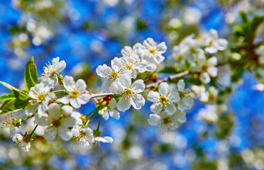 Obraz premium Blooming tree cherry on background blue sky. Spring gardening. White flower on branch.