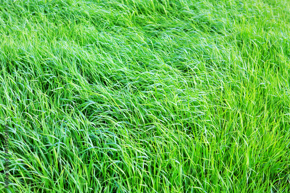 Canvas Prints wild green grass field. nature meadow background.