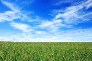 Summer wheat field with blue sky and white big clouds.