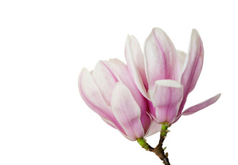 Obraz na płótnie Canvas Two magnolia flowers isolated on a white background.