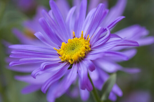 Close-up image of a Aster x frikartii 'Monch'