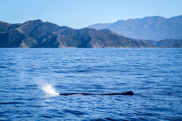 Fototapeta premium Whale watching in Kaikoura bay, New Zealand