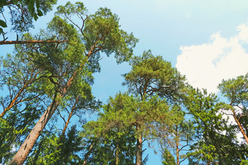 Evergreen pine trees in the park on a sunny summer day.
