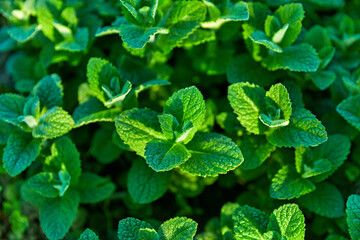 Fresh mint, herb and spice. Organic gardening and farming background with green refreshing mint leaves. © Designpics