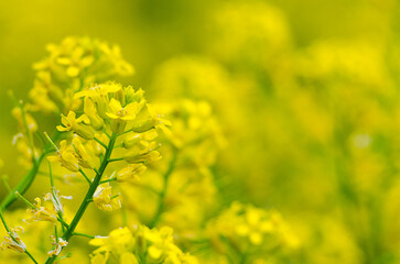 Yellow coleseed flowers grow in fresh air in the spring