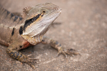 Water Dragon outside during the day time.