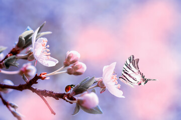 Beautiful sakura flower cherry blossom with ladybug and butterfly. Greeting card background template. Shallow depth. Soft pink and purple toned. Copy space.