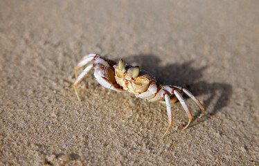 A front view of a singular sand crab