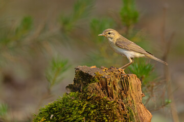 Piecuszek (Phylloscopus trochilus) © Grzegorz