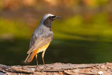 Pleszka (Phoenicurus phoenicurus) © Grzegorz