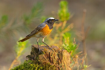 Pleszka (Phoenicurus phoenicurus) © Grzegorz