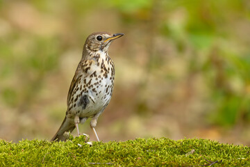 Drozd śpiewak, śpiewak (Turdus philomelos) © Grzegorz