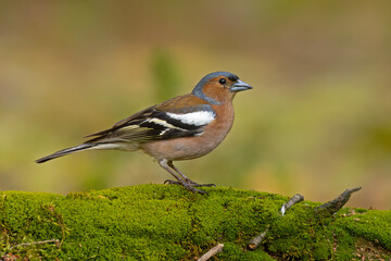 Zięba (Fringilla coelebs)  © Grzegorz