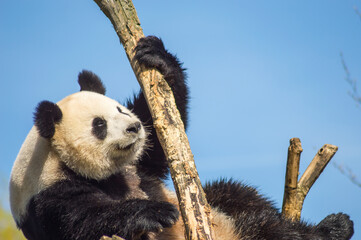 Giant panda sitting on a wooden platform in a wildlife park in the north west of Belgium