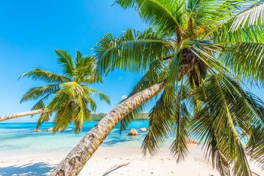 Beautiful beach Anse Boudin seen from under the coconut palm, Praslin island, Seychelles.
