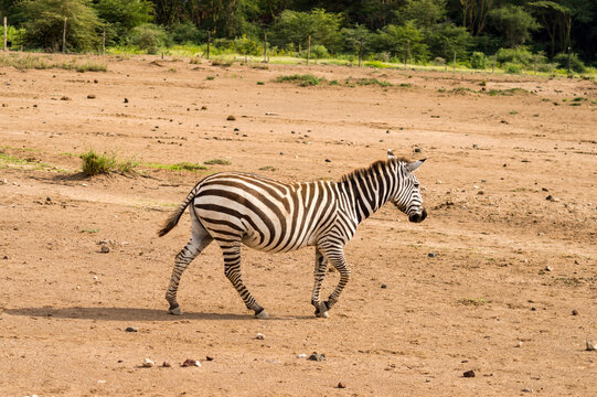 Isolated zebra gamboling in the savannah of Amboseli Park in Kenya