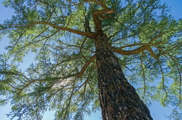 Crown of a Siberian larch on a background of blue sky. Altai Mountains, Russia. Sunny summer day.