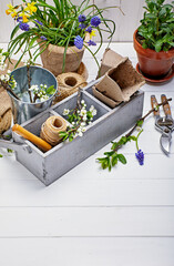 Gardening and floriculture spring flower with garden inventory on white wooden board and blossoming branch tree.