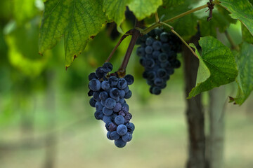 Cluster of dark purple grapes hanging from a branch on a vine in a winery vineyard, with some starting to wither and wrinkle from not being harvested in time.
