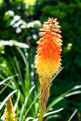 Photo of a single, beautiful Red Hot Poker or Torch Lily flower bloom on a sunny day contrasting its bright colors against the green foliage of a botanical garden.