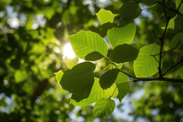 tree leaf shade and sunlight created with Generative AI technology