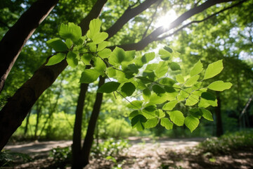 tree leaf shade and sunlight created with Generative AI technology