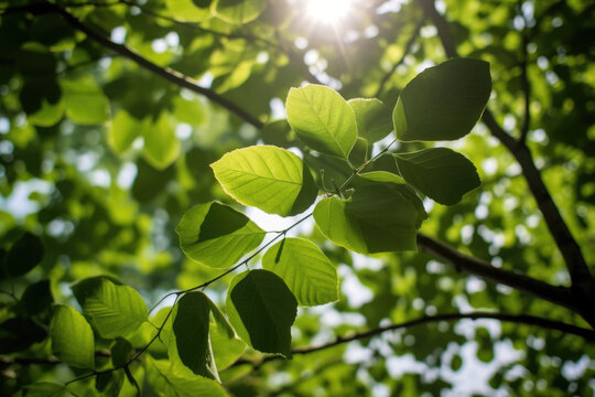 tree leaf shade and sunlight created with Generative AI technology