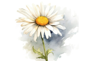 watercolor of Daisy isolated created with Generative AI technology