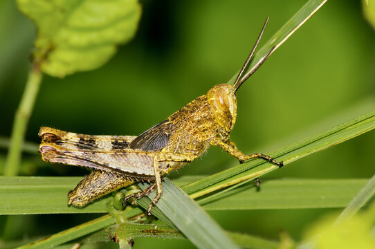 The carving on the body of this grasshopper was wonderful and it was the point of attraction to me.