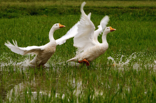 These domesticated geese were playing in water and were looking so nice especially the wings in motion.