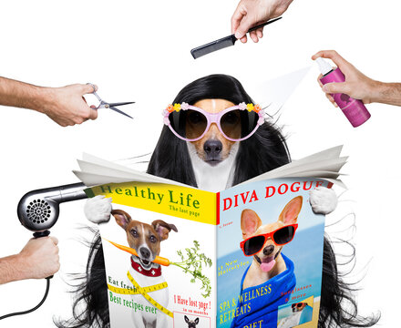 hairdresser dog ready to look beautiful by comb, scissors, dryer, and spray at the wellness spa salon, isolated on white background with very long hair , reading a magazine