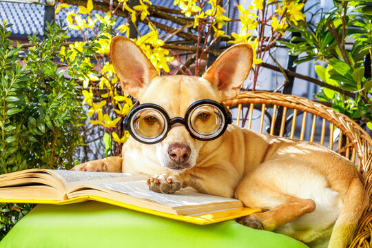podenco dog reading his favorite book,surrounded by green plants , relaxing and sitting on a lounger or deck chair outside