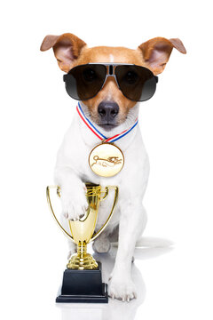 jack russell dog with  a golden winner trophy holding with paw, isolated on white background, wearing sunglasses