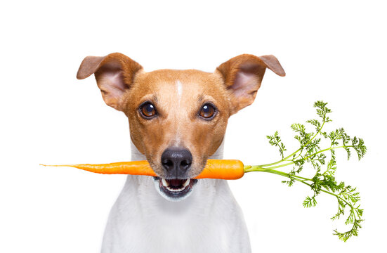 jack russell dog  with  healthy  vegan carrot in mouth  , isolated on white background