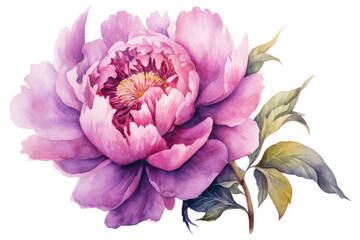 Obraz premium watercolor of Peony flower isolated created with Generative AI technology