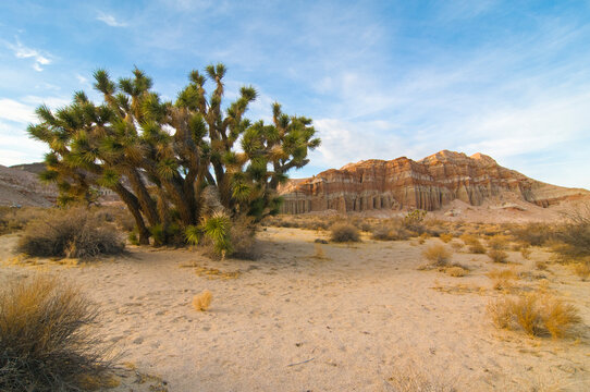 Red Cliffs Natural Preserve (Red Rock Canyon, CA) featuring joshua trees (Yucca brevifolia)