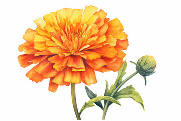 watercolor of Marigold Flowers created with Generative AI technology - obrazy, fototapety, plakaty