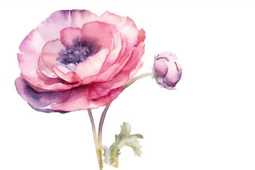 watercolor of Ranunculus created with Generative AI technology