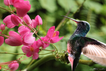 hummingbird on flower