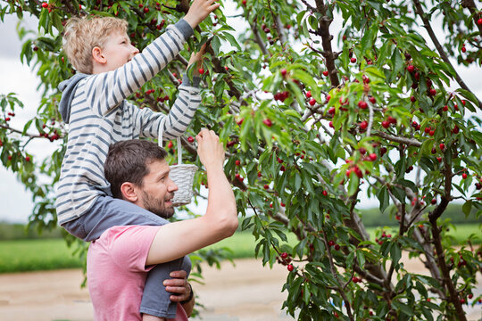 family of two, father and son, picking cherries in the tree orchard, son sitting on his father shoulders