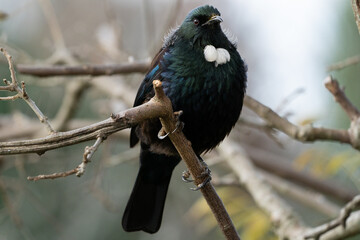 New Zealand Tui Bird in a tree 